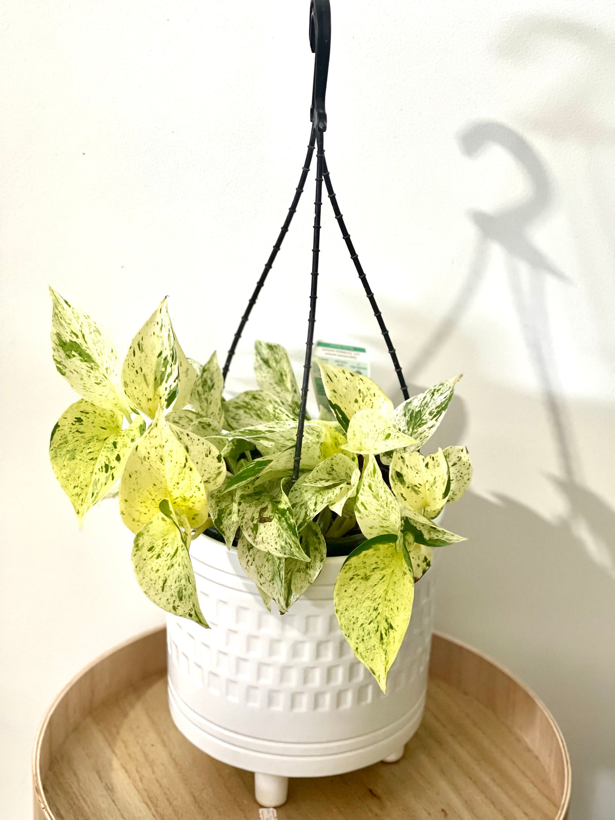 Devils ivy Marble Queen 180mm pot (Pick up/delivery)