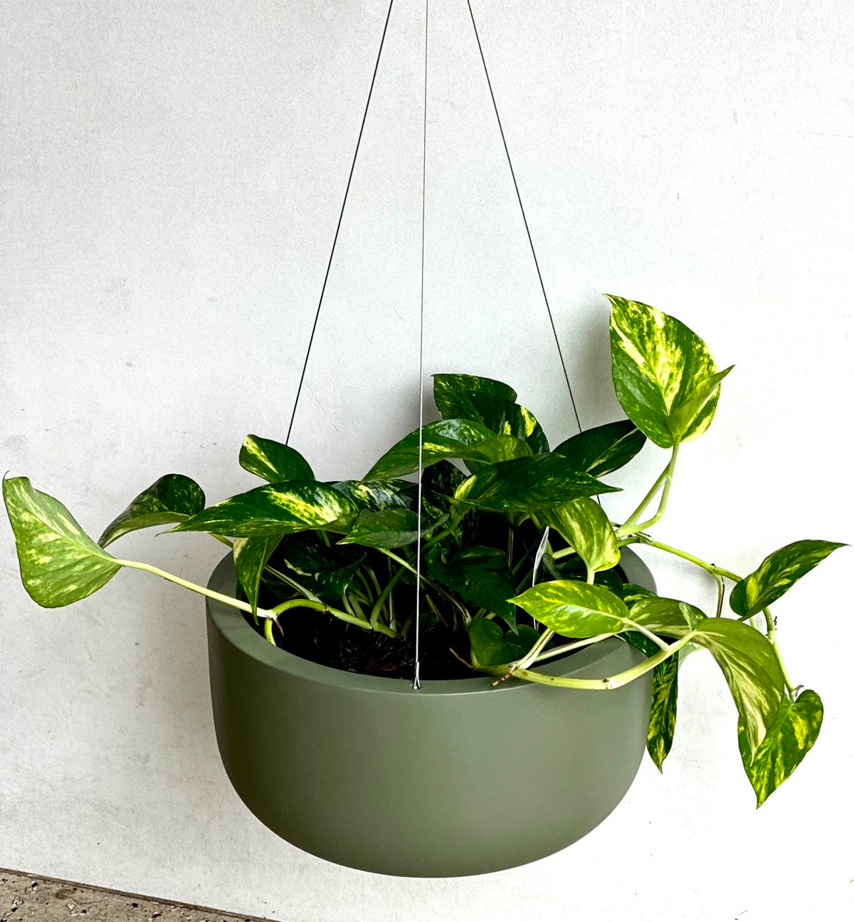 NY Mimi hanger green fit 200mm pot inside (Delivery/Pickup)