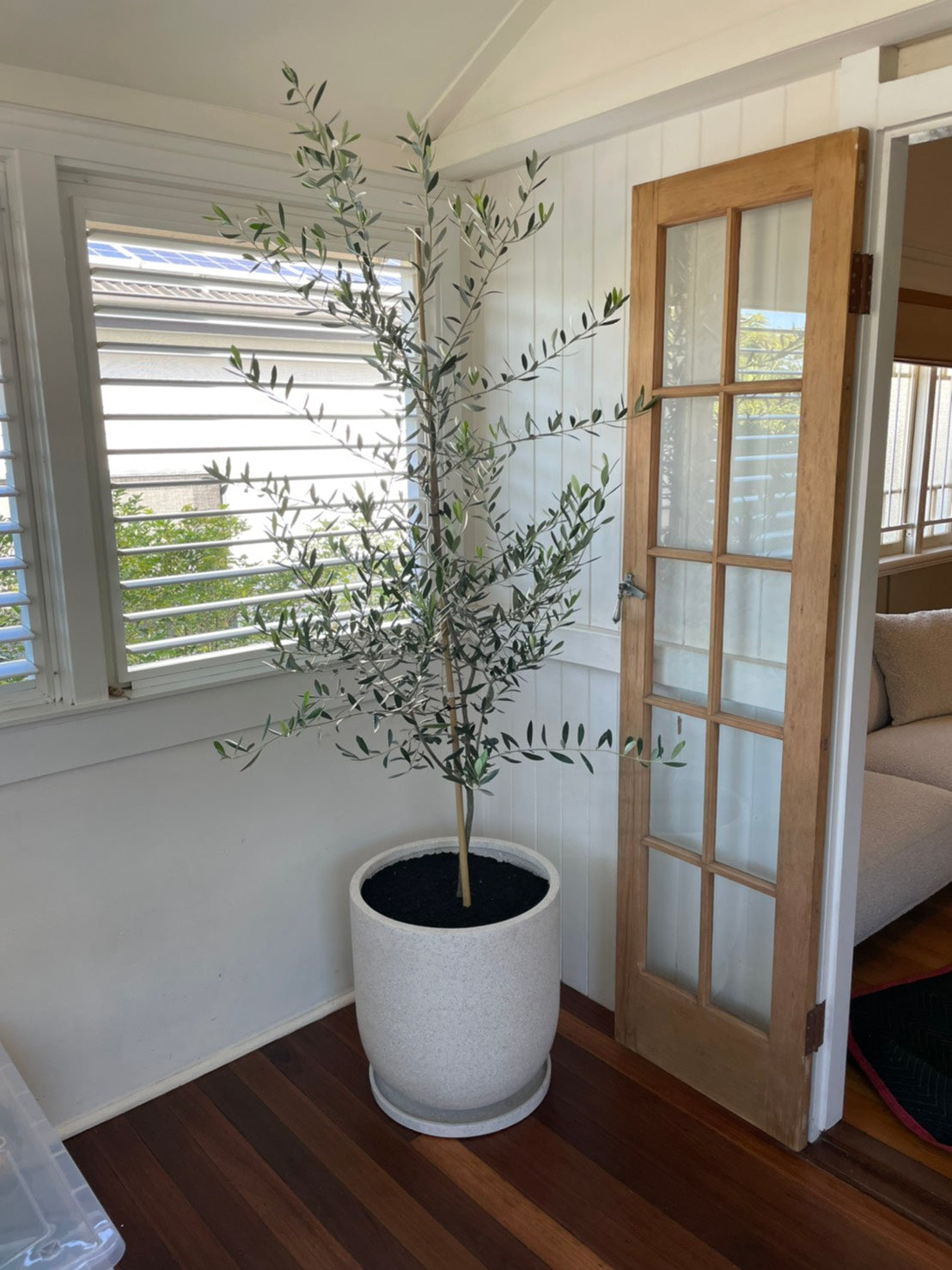 Large Olive tree 400mm (pickup/delivery)