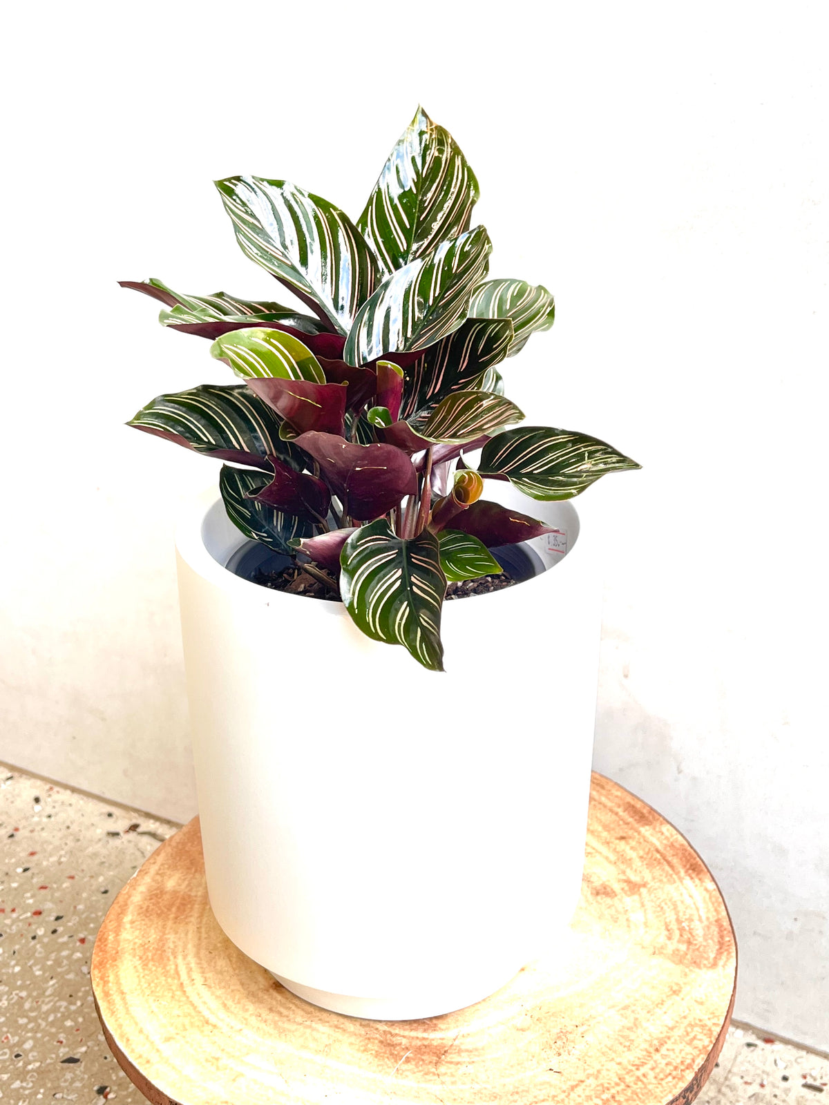 Calathea Ornata 130mm pot Indoor Plant  (Pick up/delivery)