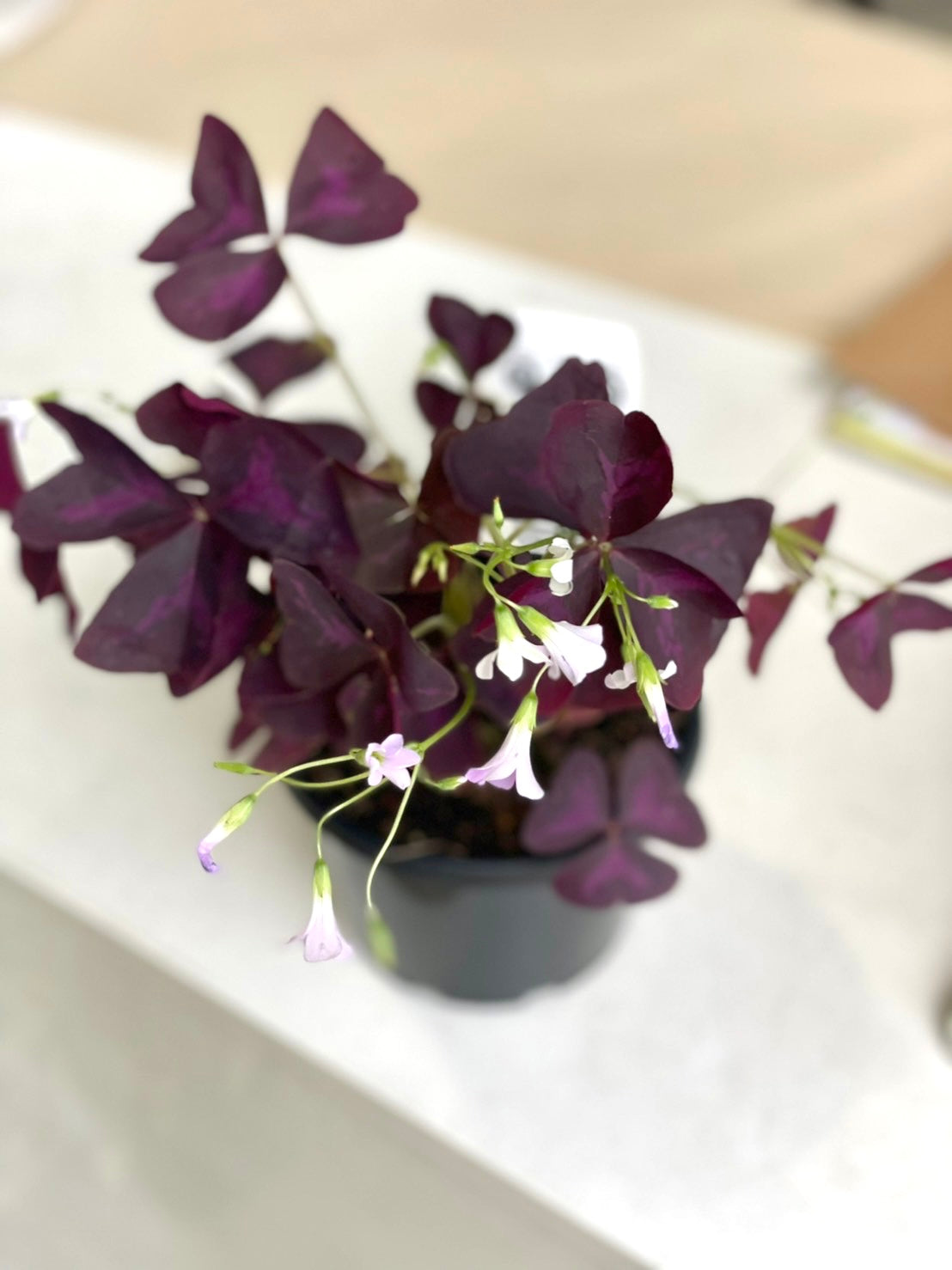 Rare Plant Oxalis triangularis 130mm pot  (Pick up/delivery)