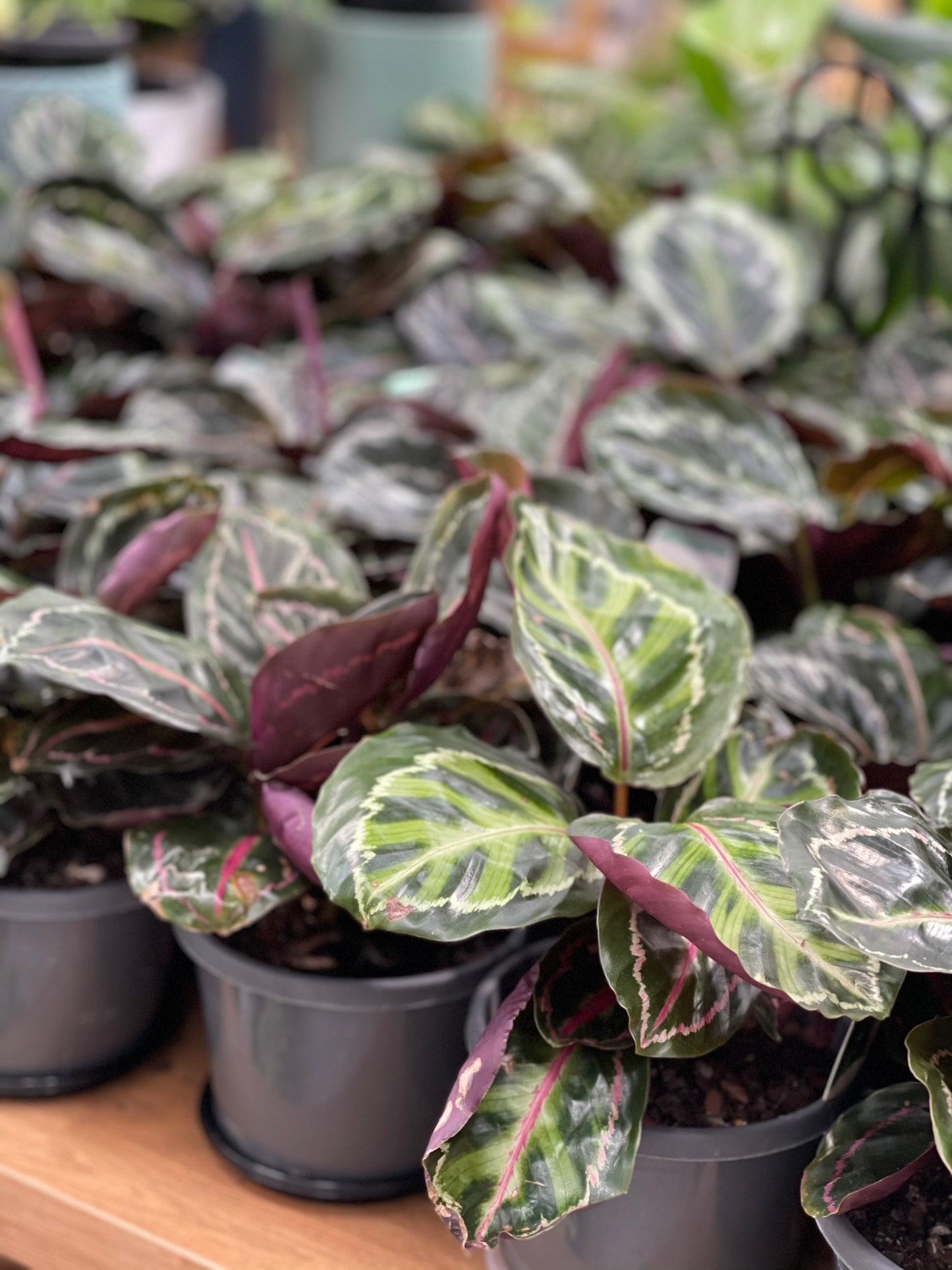 Calathea Medallion 130mm pot Indoor Plant  (Pick up/delivery)