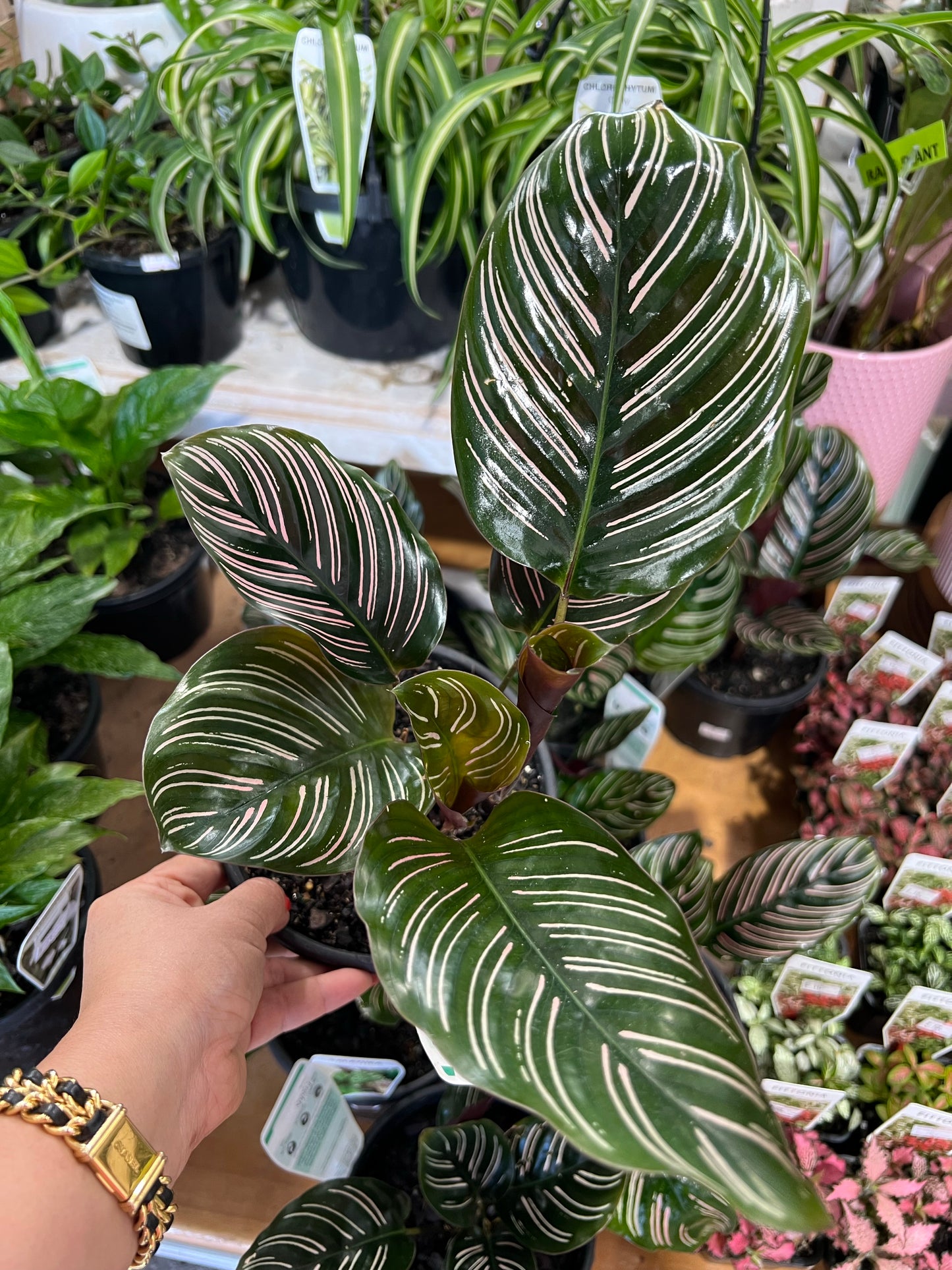 Calathea Ornata 130mm pot Indoor Plant  (Pick up/delivery)