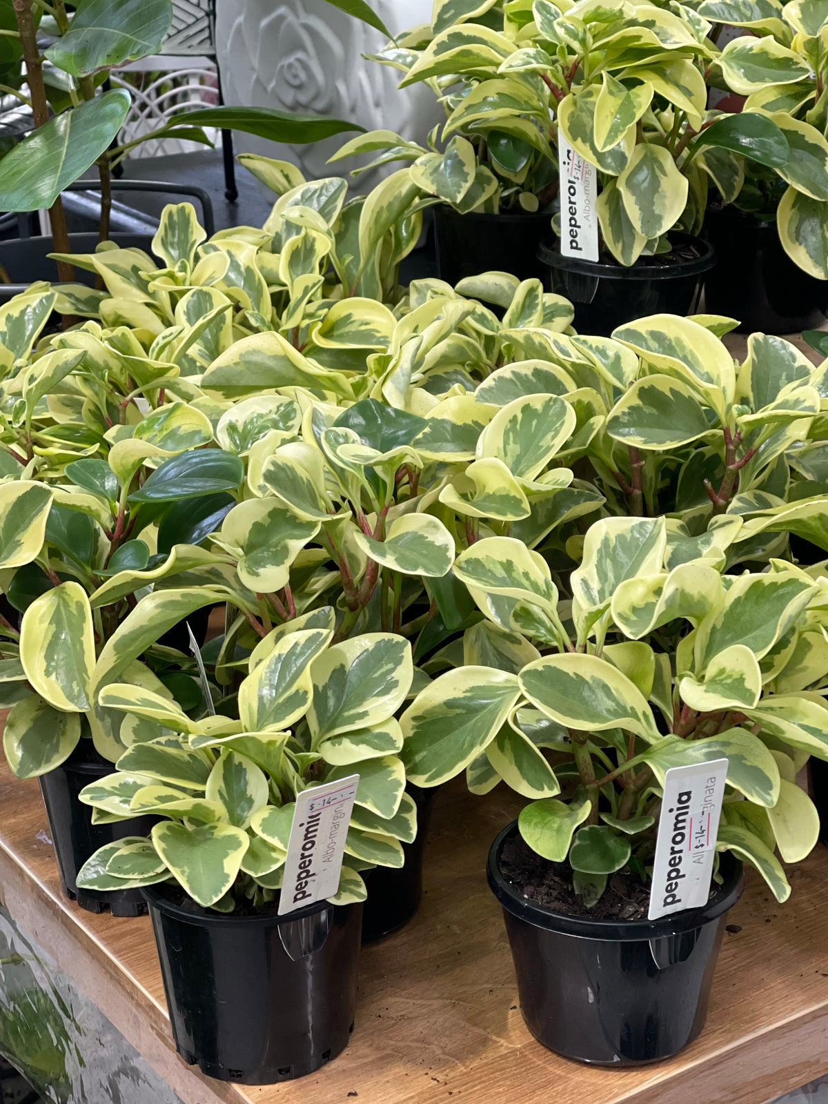 Peperomia Albo 120mm pot (Pick up/Delivery)