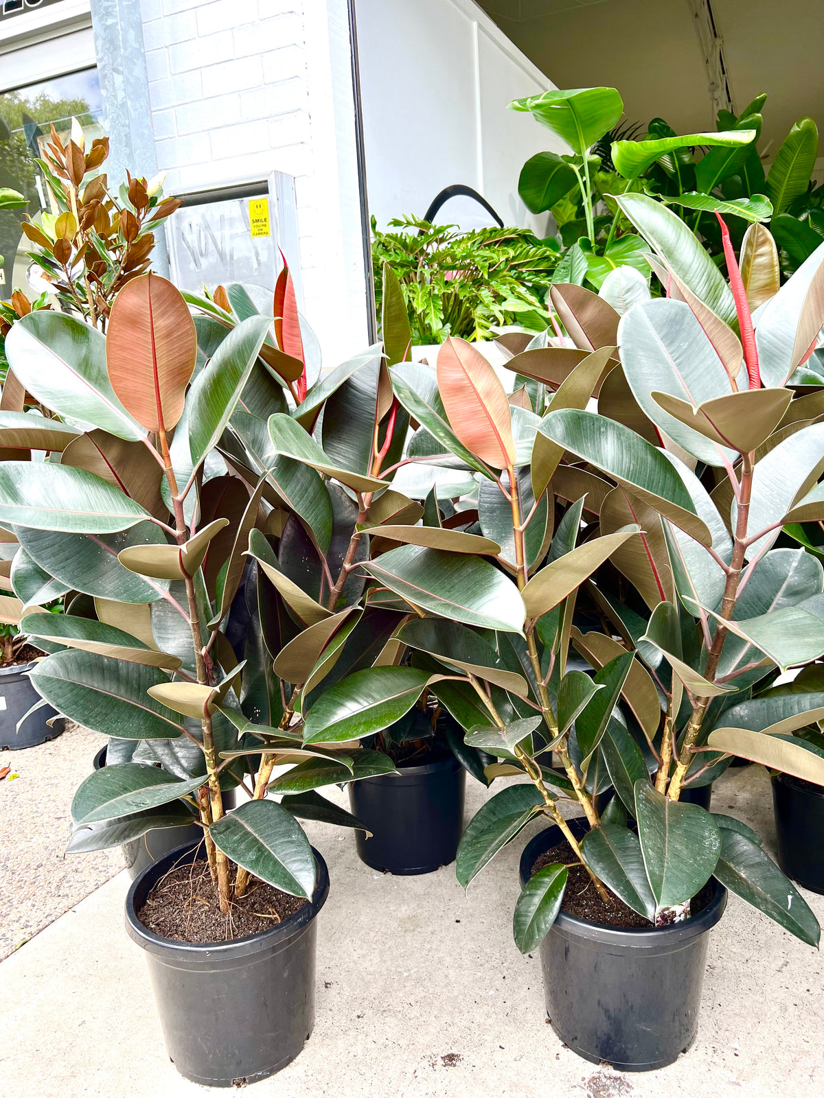 Rubber Plant Burgundy 300mm (pickup/delivery)