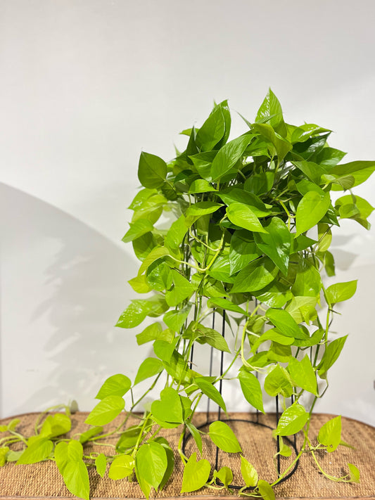 Devils ivy pothos neon 200mm hanger (Pick up/delivery)