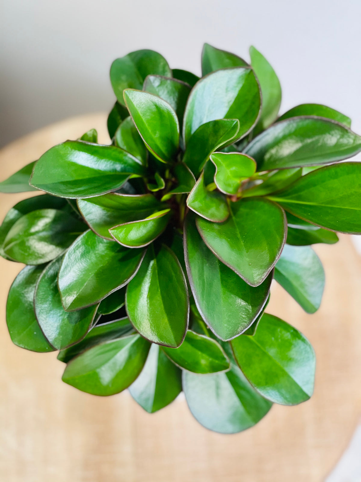 Peperomia clusiifolia Emerald  100mm pot (Pick up/Delivery)